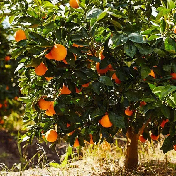 Brighter Blooms Navel Orange Tree