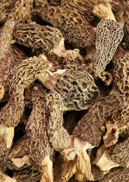 Catskill NY Forest Sun Dried Morels
