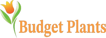 Budget Plants