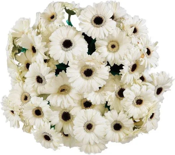 Member's Mark Gerbera Daisies, choose color and stem count