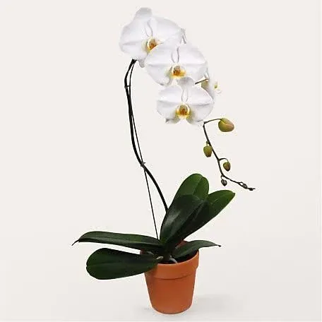 Proflowers White Cascading Orchid