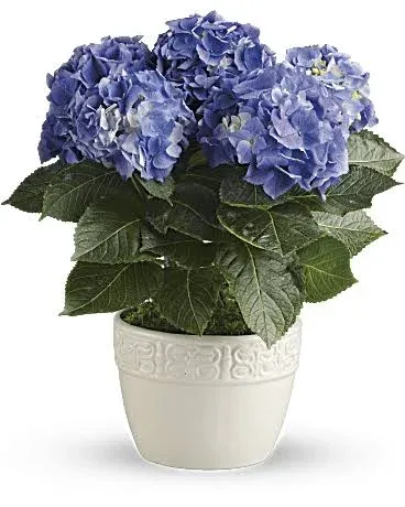 Teleflora Happy Hydrangea