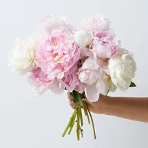 The Bouqs Co. Farmers Choice Peonies - Deluxe