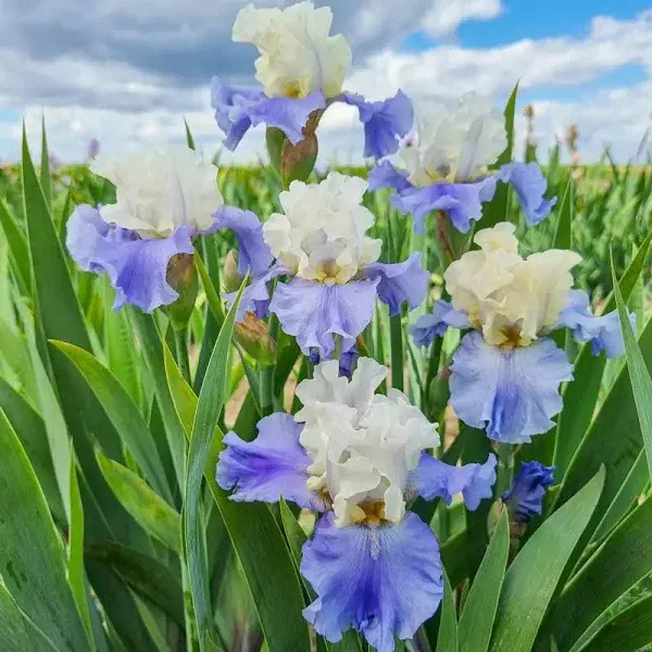 Stairway to Heaven Bearded Iris