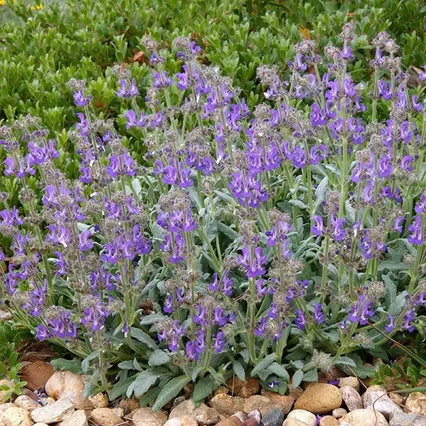 Platinum Dwarf Silver Leaf Salvia Plant