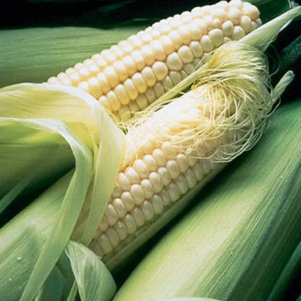 Corn Sweet Silver Queen Hybrid Seeds