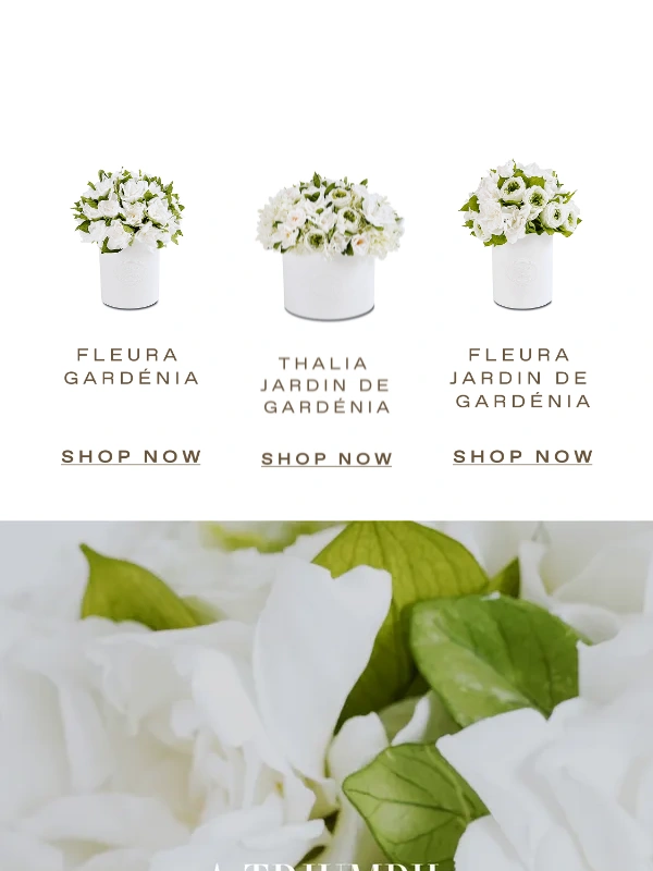 Venus ET Fleur - LAST CHANCE: The Eternity® Gardenia