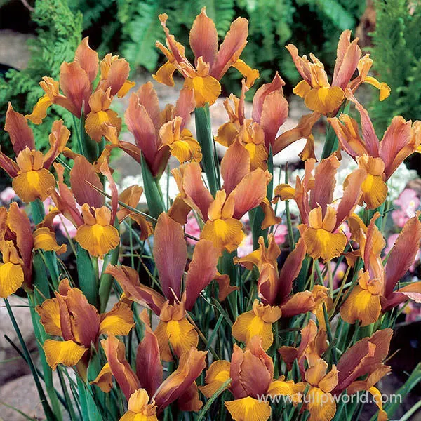 Tulip World Bronze Beauty Dutch Iris