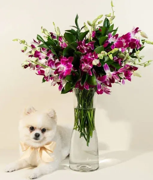 French Florist Blooming Orchids Fresh Flower Delivery