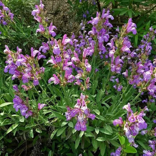 Dwarf Common Sage Plant