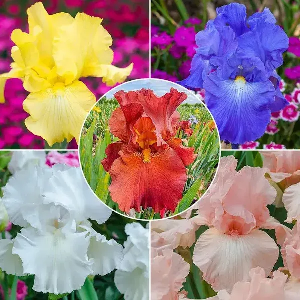 Reblooming Bearded Iris Collection