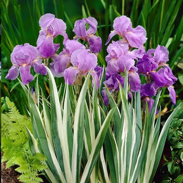 Holland Bulb Farms Variegated White Sweet Iris