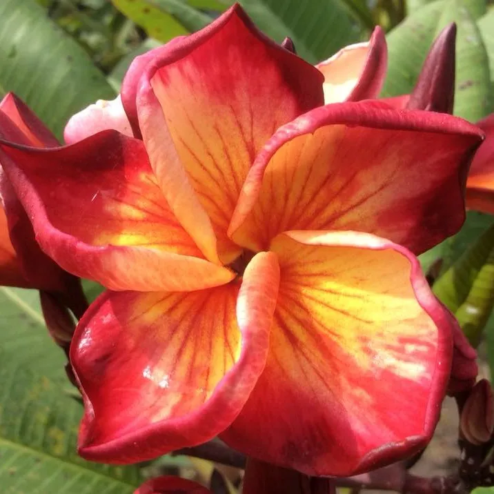 B and B Exotics Plumeria