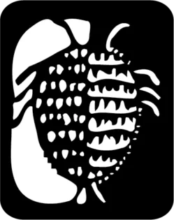 Cochenille