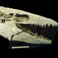 FOSSIL SHACK