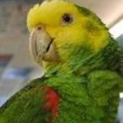 Pet World Lawrence Online