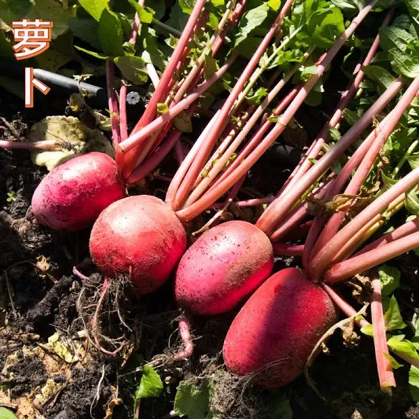 Radish Red Lady