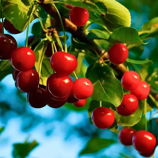 Local California Farm Fresh Cherries
