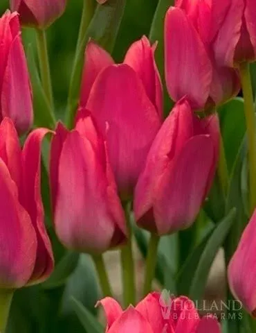 Holland Bulb Farms Toronto Bunch Flowering Tulip
