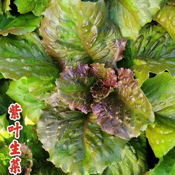 Serrated Purple Lettuce