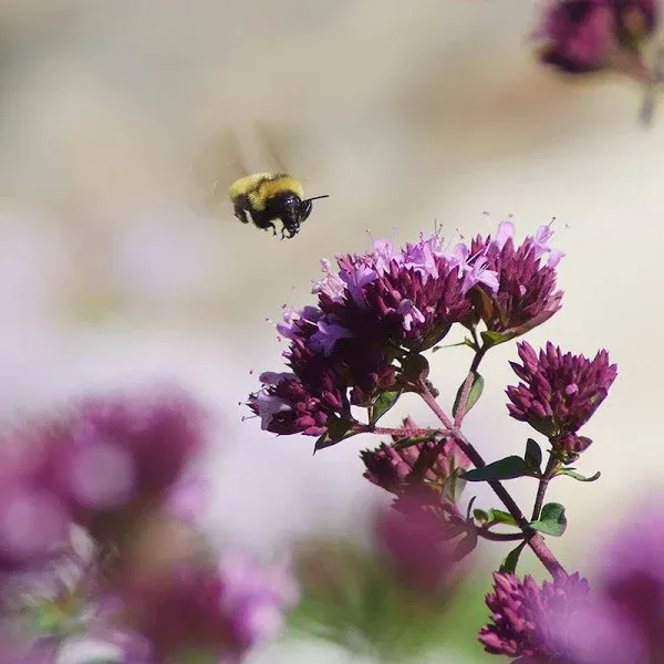Rotkugel Ornamental Oregano, Origanum - Plant