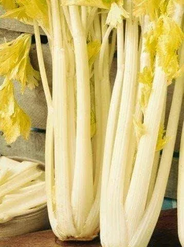 Celery Golden Boy Seeds