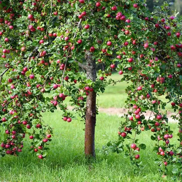 Brighter Blooms Pink Lady Apple Tree
