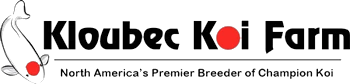 Kloubec Koi