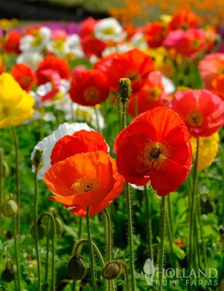 Holland Bulb Farms Poppy Mix Seeds