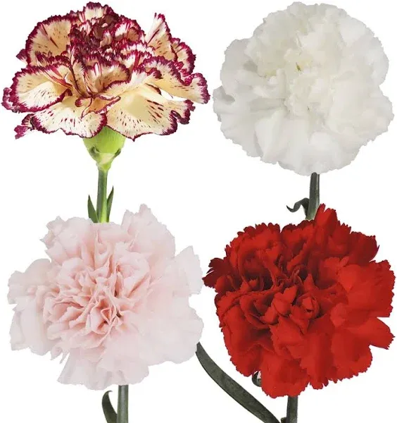 Assorted Carnations