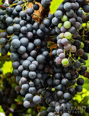 Marquette Blue Grape | Holland Bulb Farms