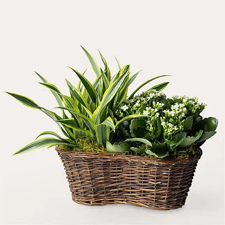 Proflowers Blooming Garden