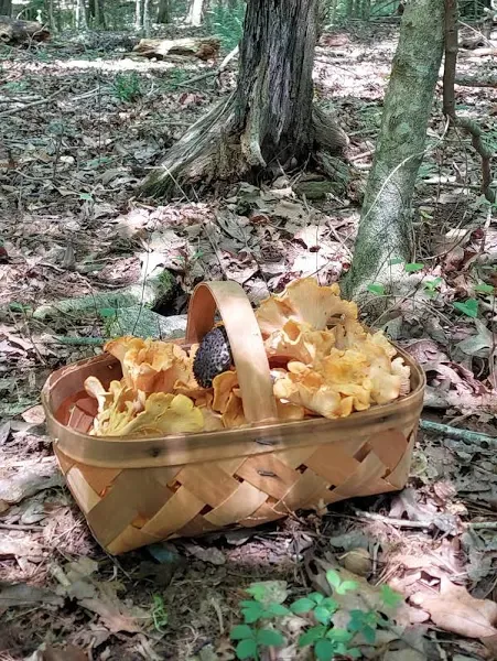 Fresh Chanterelle Mushrooms
