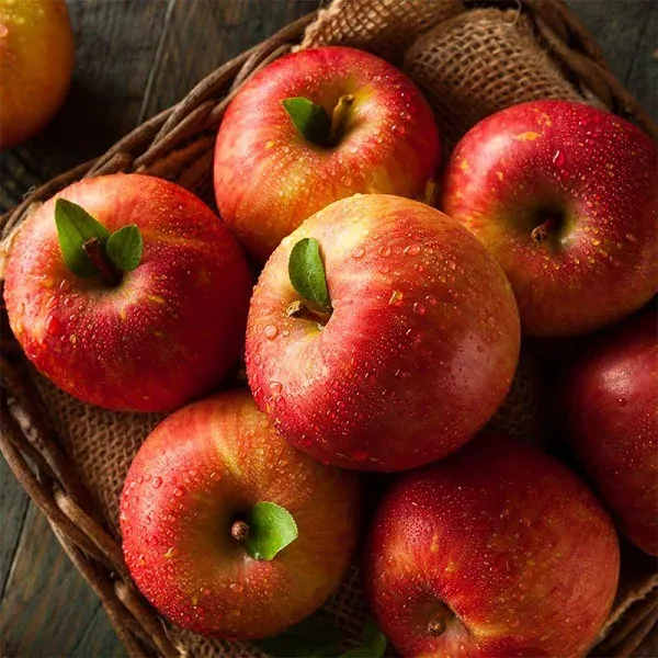 Red Fuji Apple Tree Supreme Semi-Dwarf