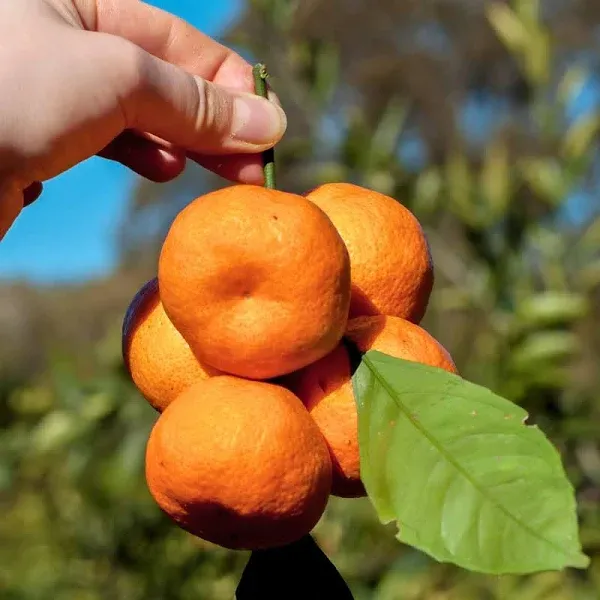 Ultimate Chef's Collection Fresh Satsuma Mandarin