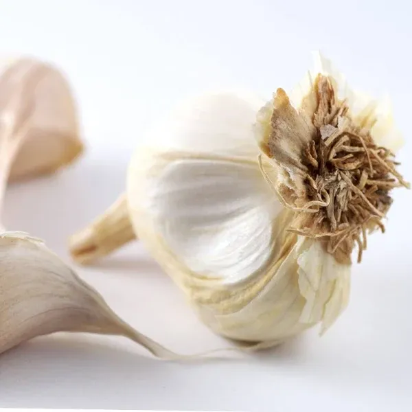 Holland Bulb Farms Garlic