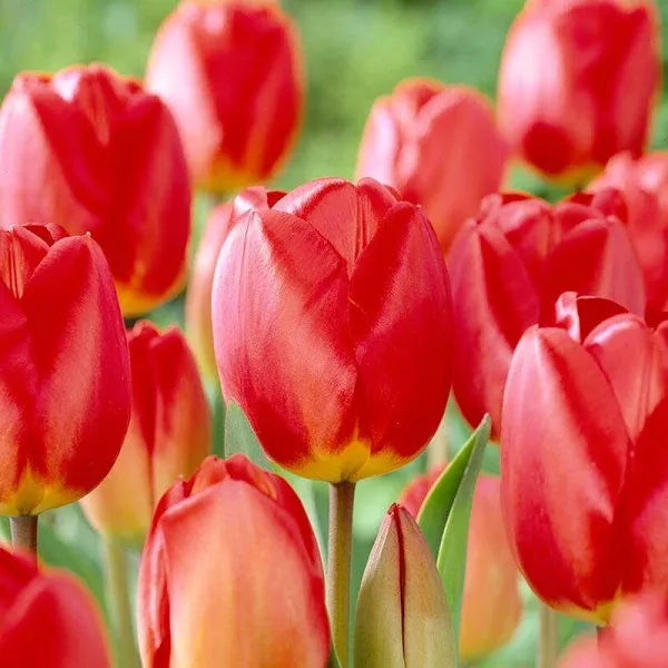 Oxford Darwin Tulip Bag of 50