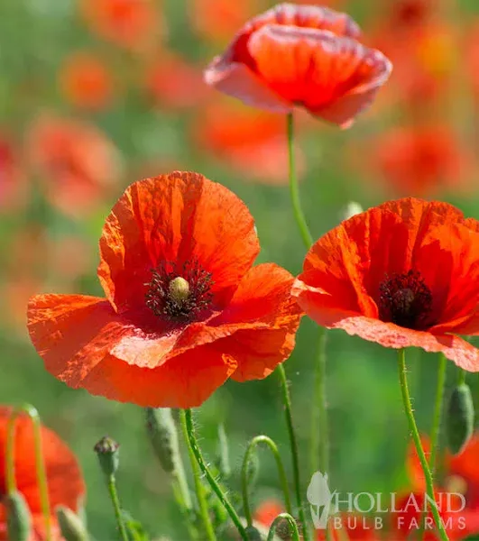 Holland Bulb Farms Wild Poppy Seeds