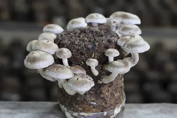 Dried Cultivated Shiitake Pieces