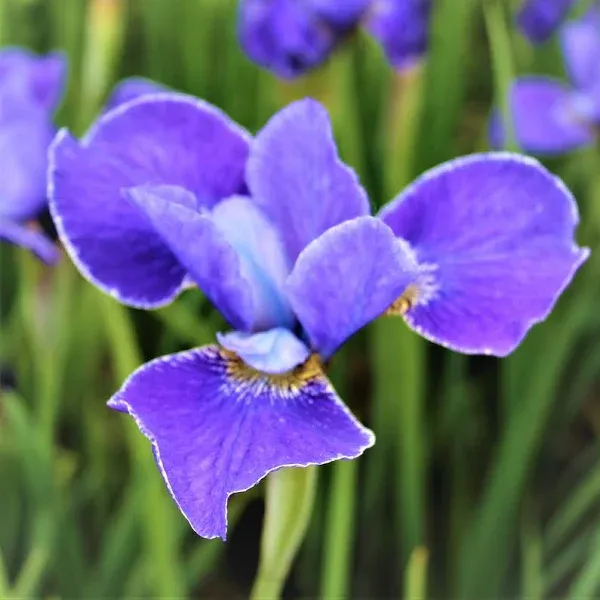 Siberian Iris Silver Edge Division Purple