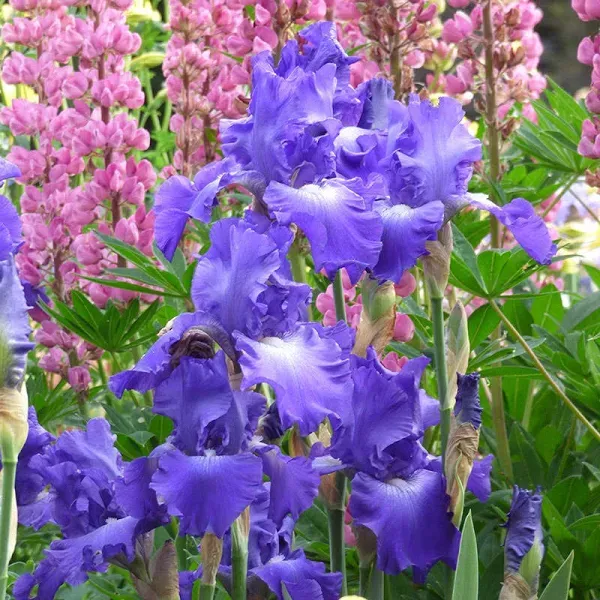 Stellar Lights Reblooming Bearded Iris Plant