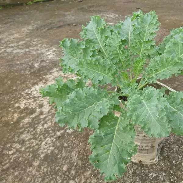Kale Siberian Seeds