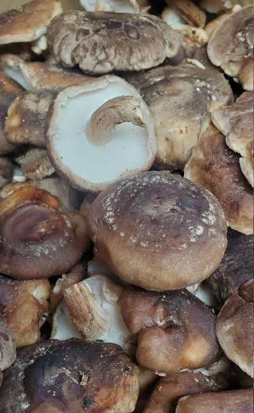 Dried Organic Shiitake Mushroom Whole lentinus edodes aka Golden Oak - powder on request