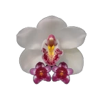 Barrita Orchids
