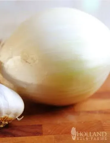 Holland Bulb Farms Ebenezer White Onion Sets