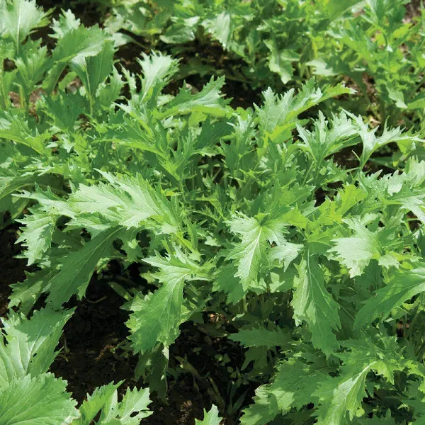 Leafy Greens Asian Mizuna Seeds