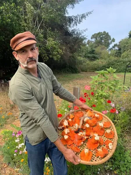 Lobster Mushroom Dye Mushrooms for Sale