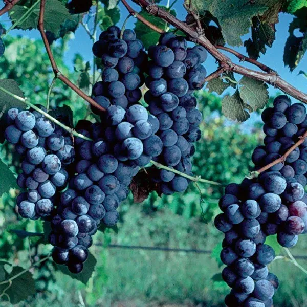 Concord Grape Vine - 1 Gallon Small Potted