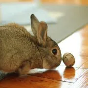 House Rabbits