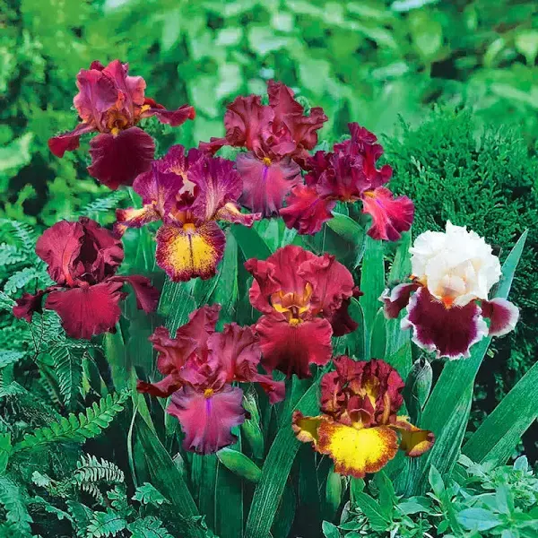 Red Bearded Iris Mixture